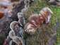 Szalagos fülgomba (Auricularia mesenterica), Budai-hegység